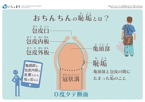 ほうけい 種類|【泌尿器科の専門医が徹底解説】包茎の全4種類とそ。